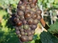 Pinot-gris d'Alsace Pinot-gris d'Alsace